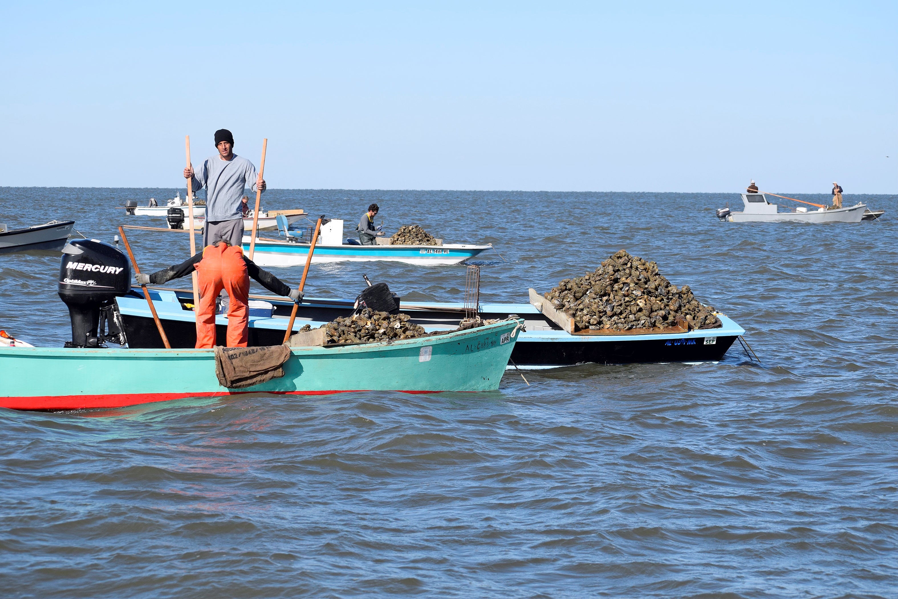 Alabama's Oyster Harvest Off to Great Start | Outdoor Alabama